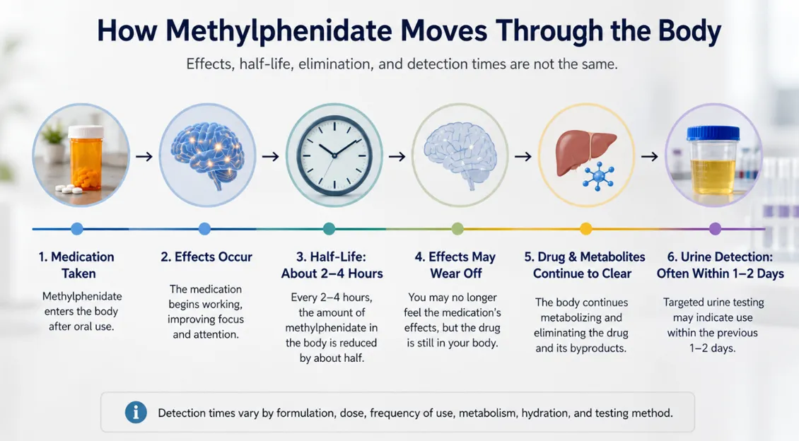 Infographic showing how methylphenidate moves through the body, including medication effects, a 2 to 4 hour half-life, continued metabolism, and urine detection within about 1 to 2 days.