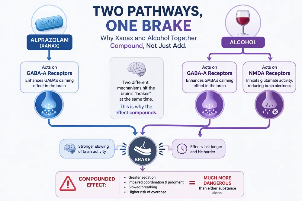 Infographic showing how Xanax and alcohol both affect brain signaling and can compound sedation, impaired coordination, slowed breathing, and overdose risk when used together.